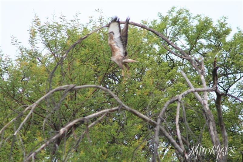 Mud Maps Africa Entabeni 8566